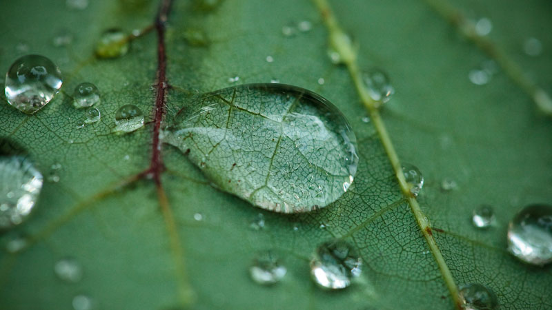 Dew On Leaf