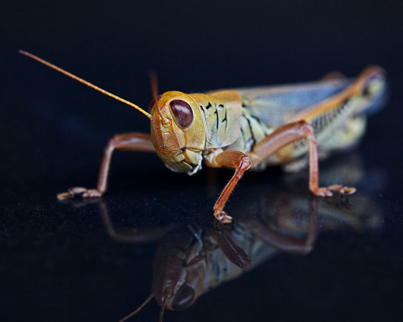 grasshopper-2