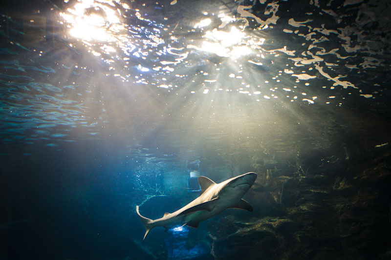 shark