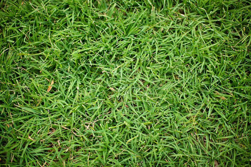 austin photographer 365 photo project grass